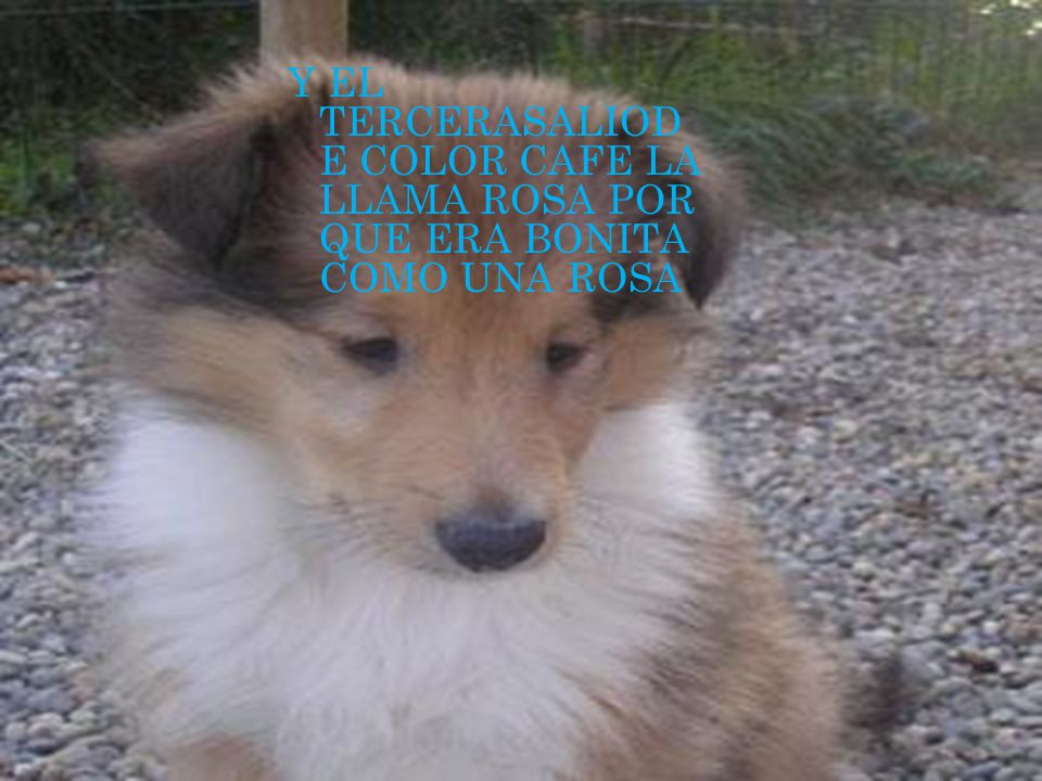 Y EL TERCERASALIOD E COLOR CAFE LA LLAMA ROSA POR QUE ERA BONITA COMO UNA ROSA