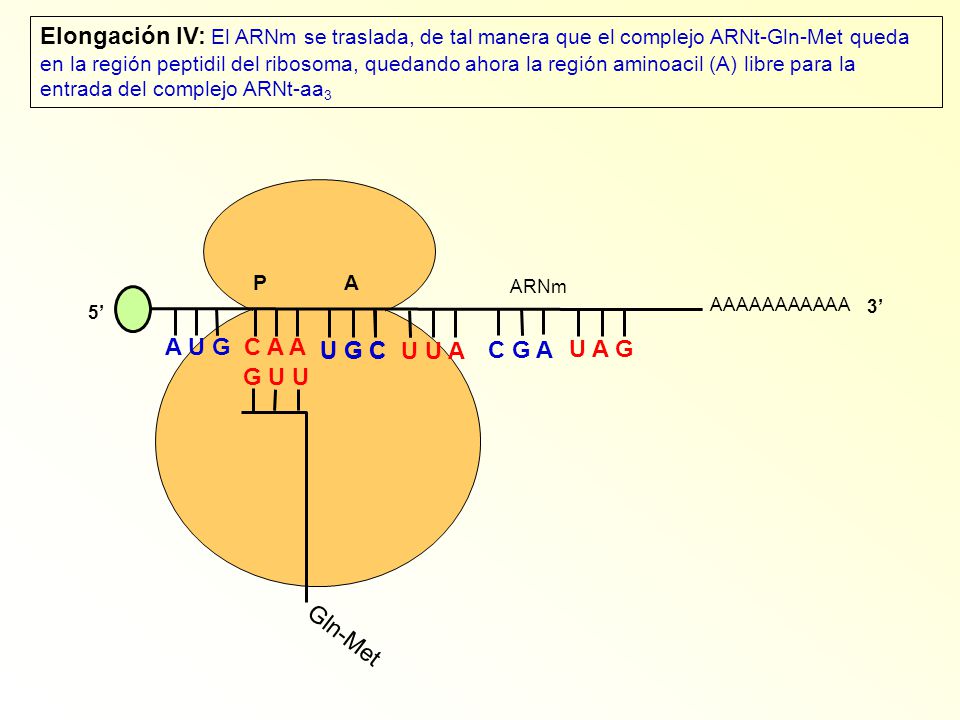 Elongación IV: El ARNm se traslada, de tal manera que el complejo ARNt-Gln-Met queda en la región peptidil del ribosoma, quedando ahora la región aminoacil (A) libre para la entrada del complejo ARNt-aa3