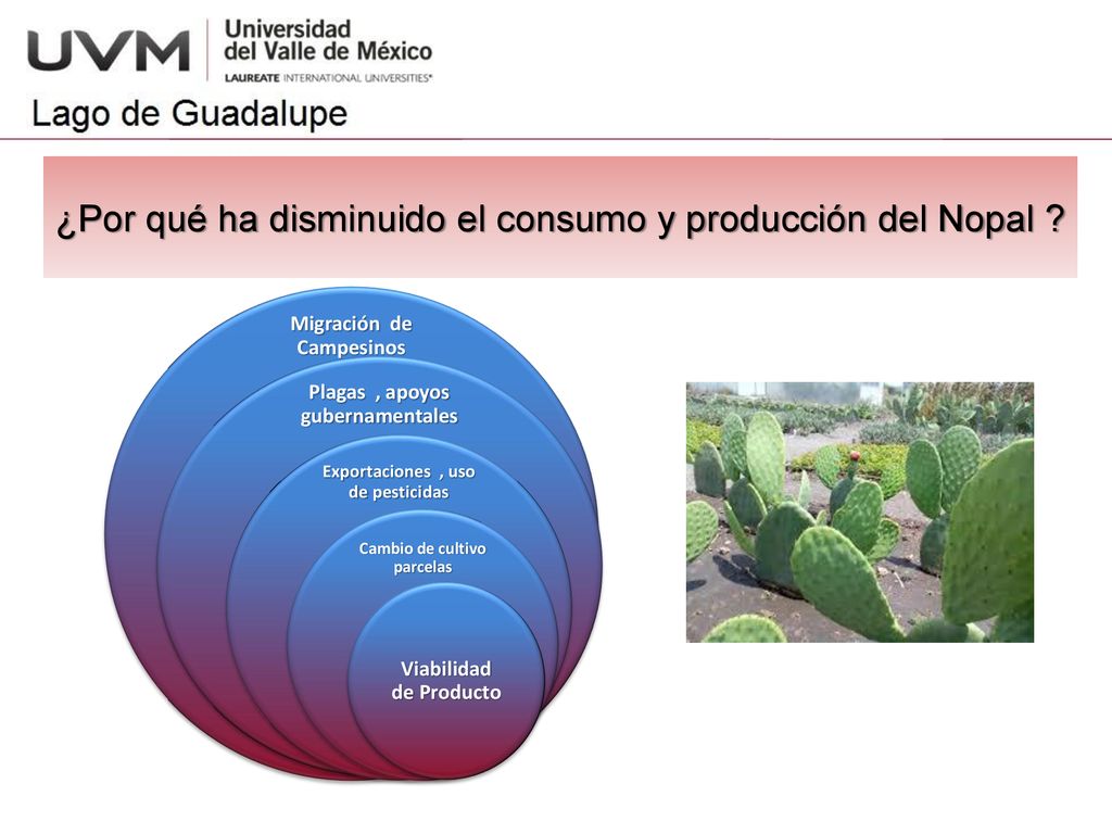 ¿Por qué ha disminuido el consumo y producción del Nopal