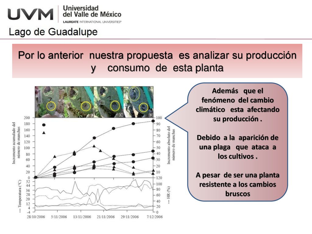 Por lo anterior nuestra propuesta es analizar su producción y consumo de esta planta
