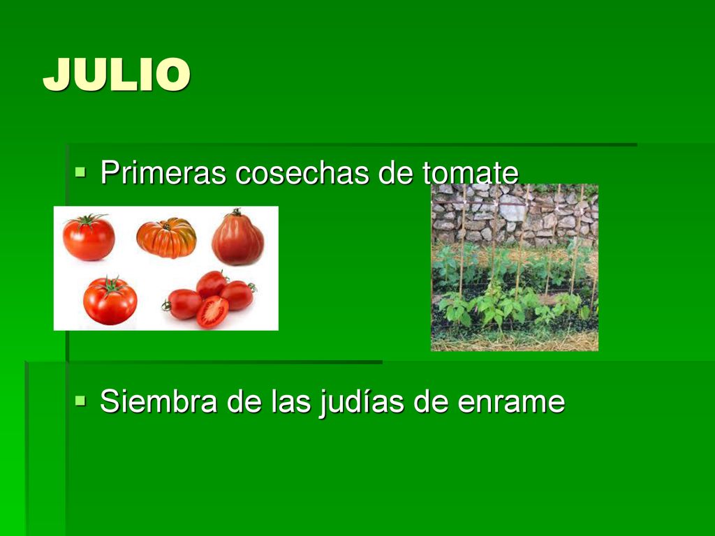 JULIO Primeras cosechas de tomate Siembra de las judías de enrame