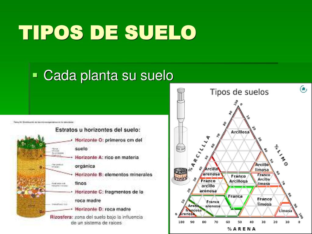 TIPOS DE SUELO Cada planta su suelo