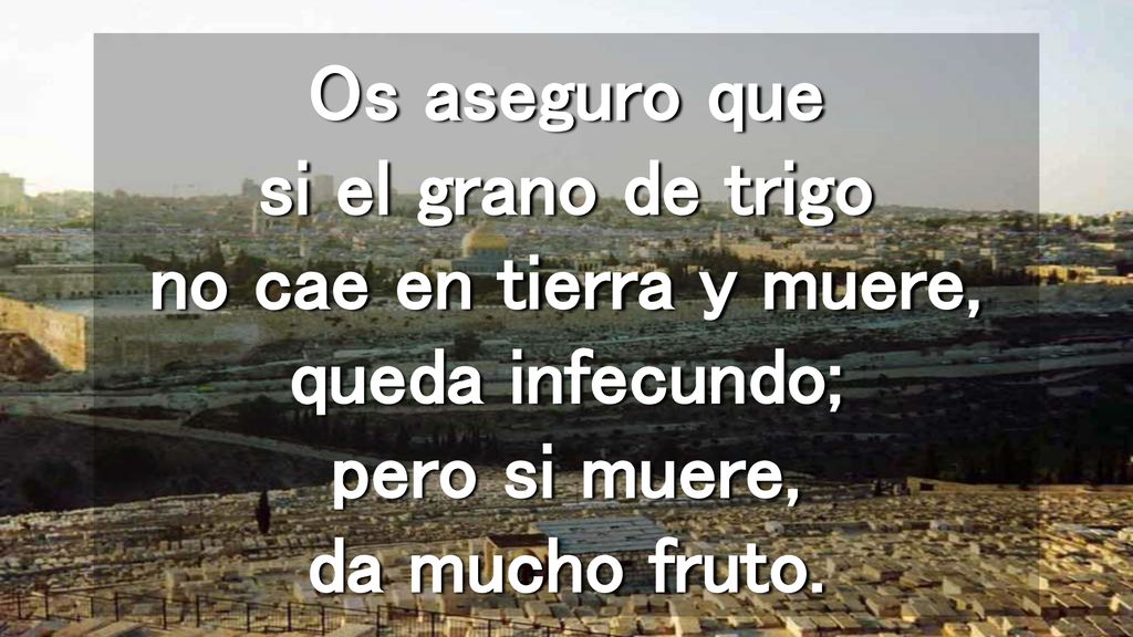 Os aseguro que si el grano de trigo no cae en tierra y muere, queda infecundo; pero si muere, da mucho fruto.