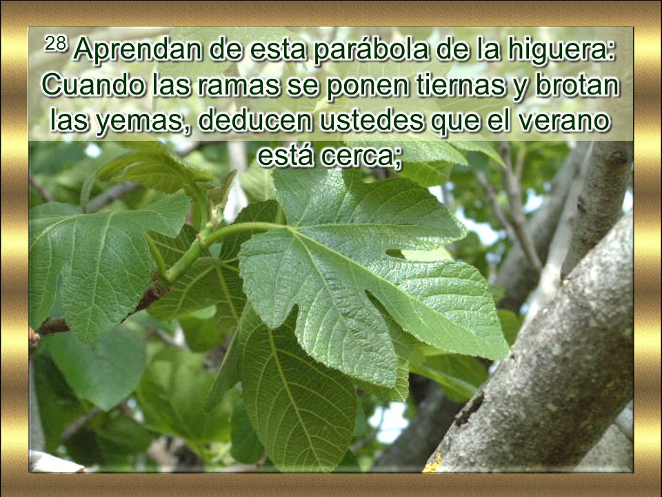 28 Aprendan de esta parábola de la higuera: Cuando las ramas se ponen tiernas y brotan las yemas, deducen ustedes que el verano está cerca;