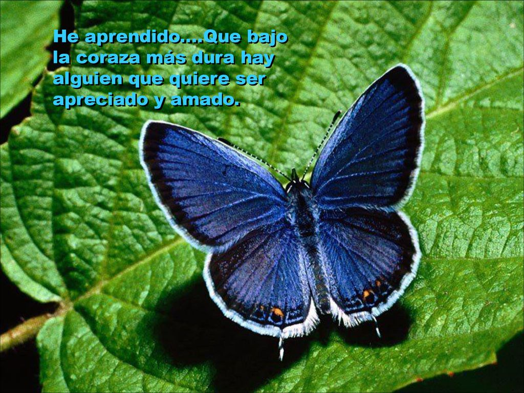 He aprendido....Que bajo la coraza más dura hay alguien que quiere ser apreciado y amado.