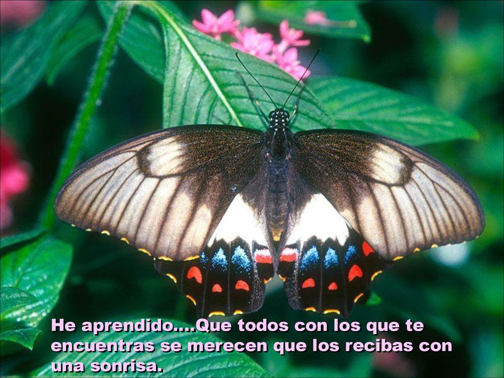 He aprendido....Que todos con los que te encuentras se merecen que los recibas con una sonrisa.