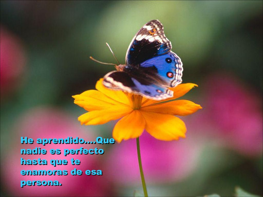 He aprendido....Que nadie es perfecto hasta que te enamoras de esa persona.