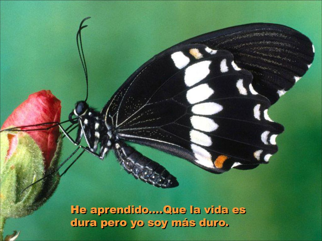 He aprendido....Que la vida es dura pero yo soy más duro.