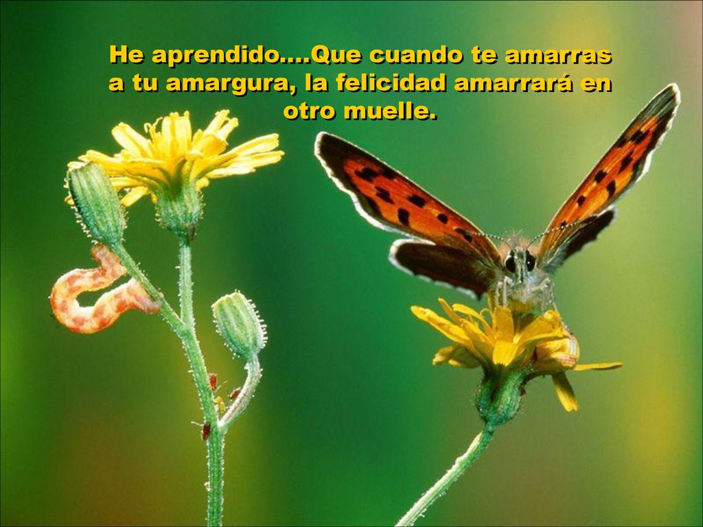 He aprendido....Que cuando te amarras a tu amargura, la felicidad amarrará en otro muelle.