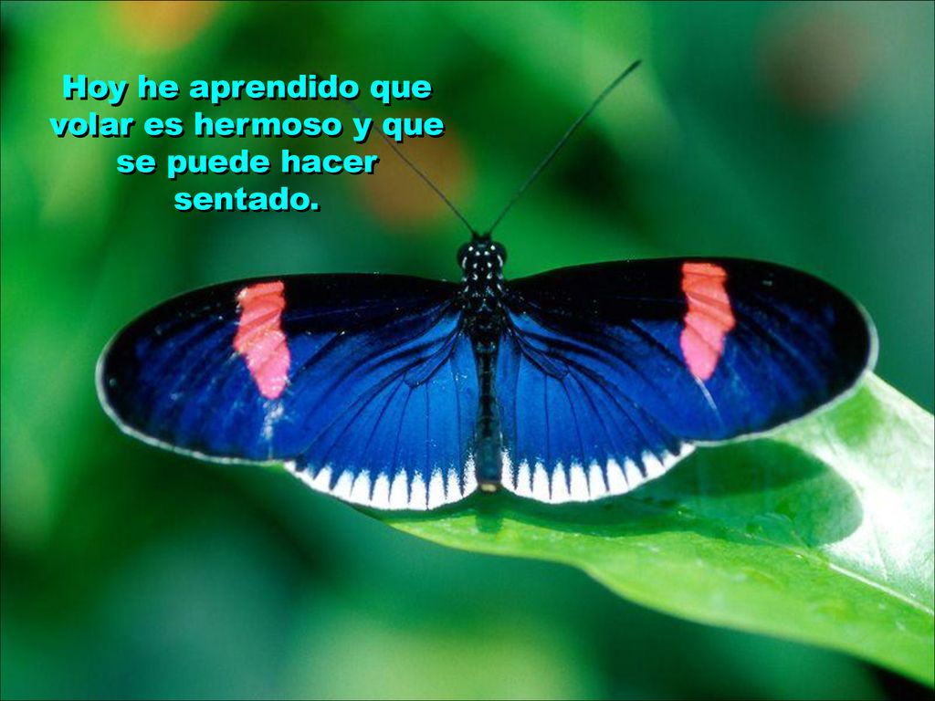 Hoy he aprendido que volar es hermoso y que se puede hacer sentado.