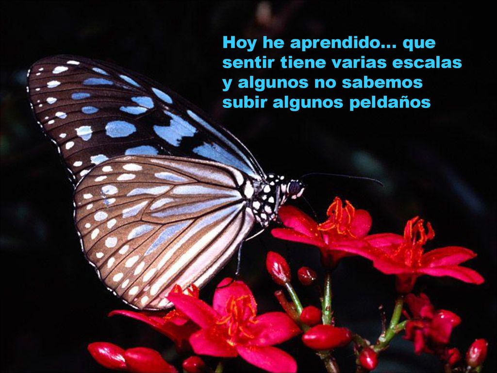 Hoy he aprendido… que sentir tiene varias escalas y algunos no sabemos subir algunos peldaños