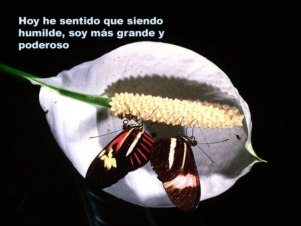 Hoy he sentido que siendo humilde, soy más grande y poderoso