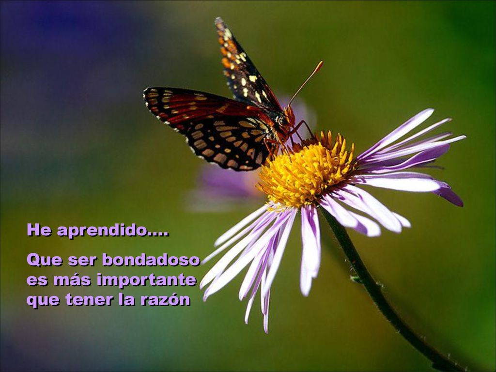 He aprendido.... Que ser bondadoso es más importante que tener la razón