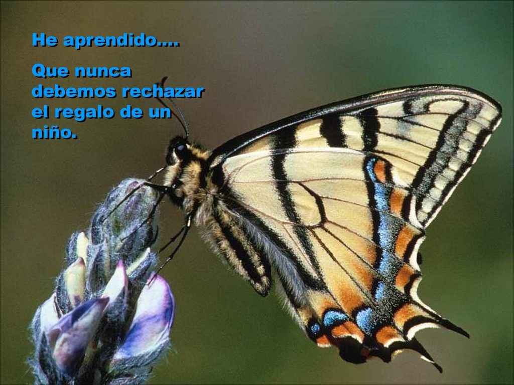 He aprendido.... Que nunca debemos rechazar el regalo de un niño.