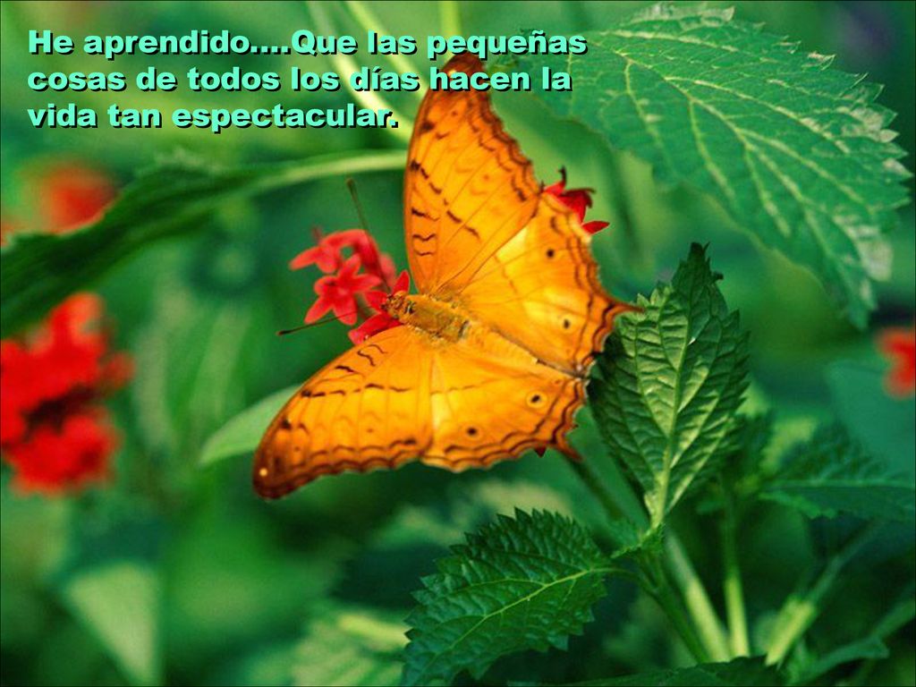 He aprendido....Que las pequeñas cosas de todos los días hacen la vida tan espectacular.