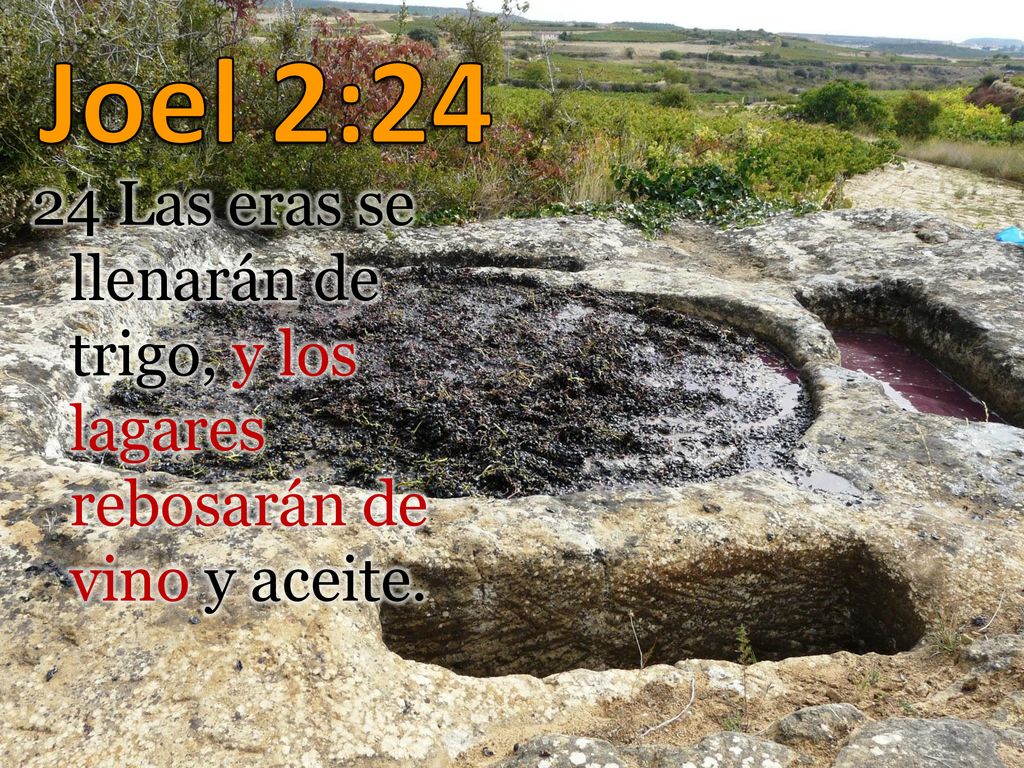 Joel 2:24 24 Las eras se llenarán de trigo, y los lagares rebosarán de vino y aceite.