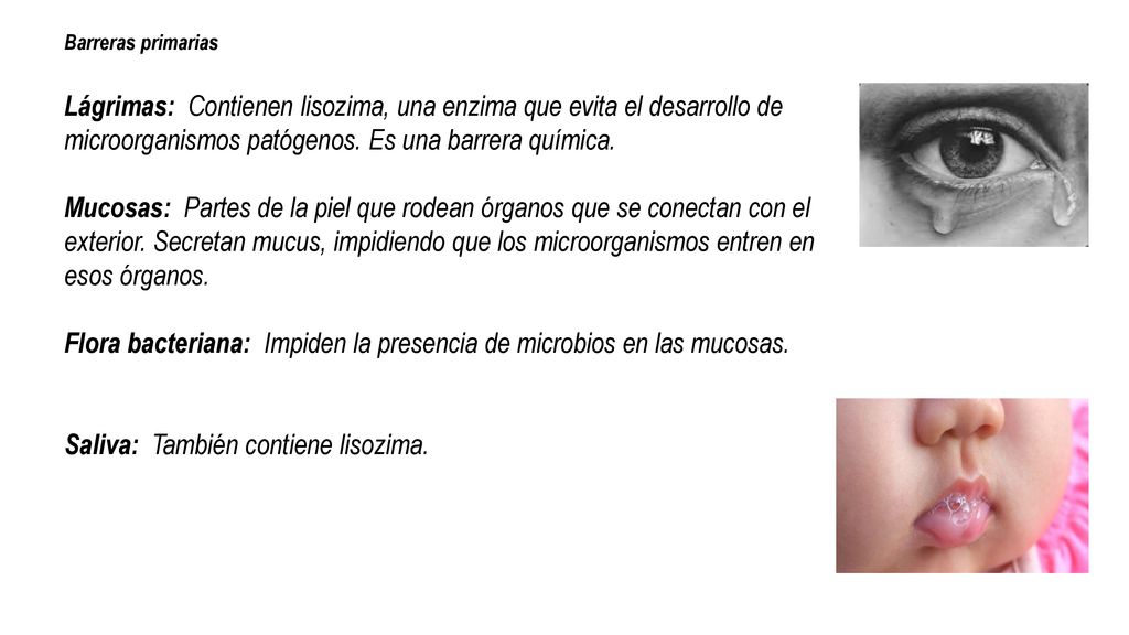 Flora bacteriana: Impiden la presencia de microbios en las mucosas.