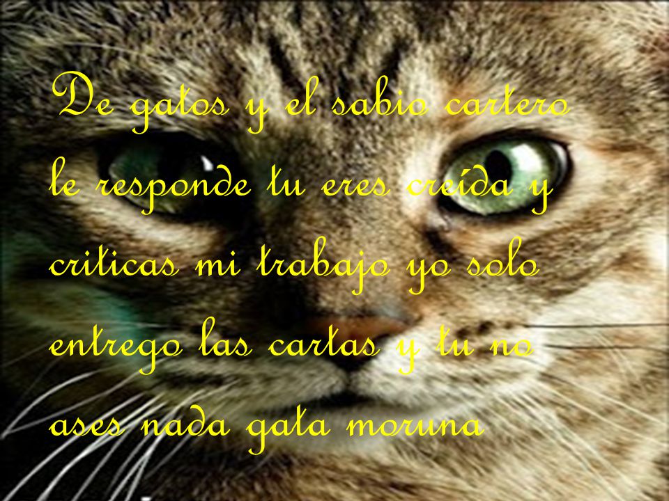 De gatos y el sabio cartero le responde tu eres creída y criticas mi trabajo yo solo entrego las cartas y tu no ases nada gata moruna