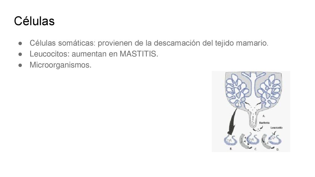 Células Células somáticas: provienen de la descamación del tejido mamario. Leucocitos: aumentan en MASTITIS.