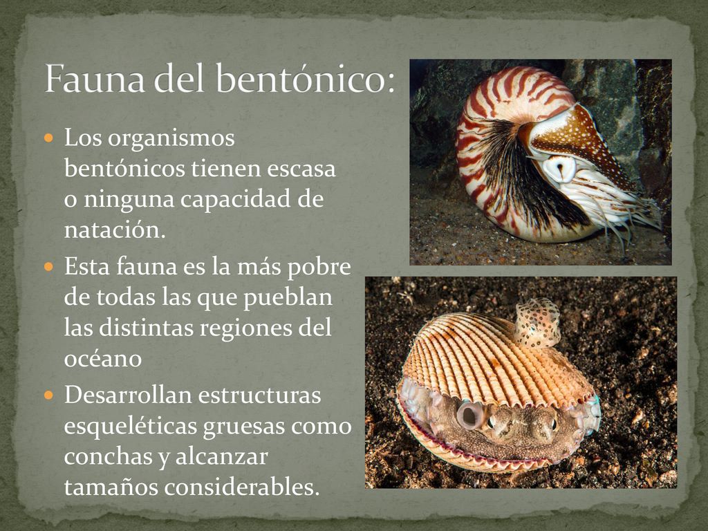 Fauna del bentónico: Los organismos bentónicos tienen escasa o ninguna capacidad de natación.