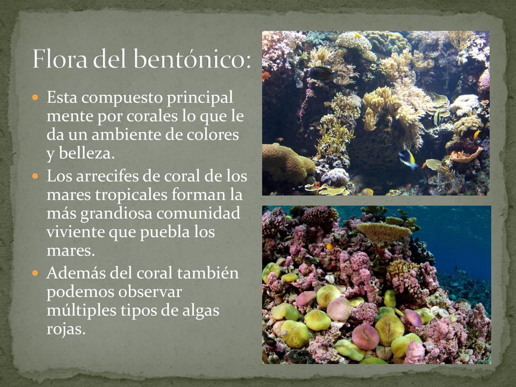 Flora del bentónico: Esta compuesto principal mente por corales lo que le da un ambiente de colores y belleza.