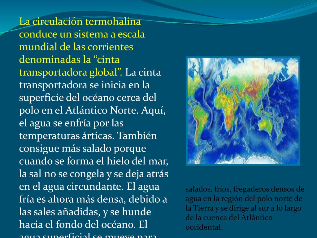 La circulación termohalina conduce un sistema a escala mundial de las corrientes denominadas la cinta transportadora global . La cinta transportadora se inicia en la superficie del océano cerca del polo en el Atlántico Norte. Aquí, el agua se enfría por las temperaturas árticas. También consigue más salado porque cuando se forma el hielo del mar, la sal no se congela y se deja atrás en el agua circundante. El agua fría es ahora más densa, debido a las sales añadidas, y se hunde hacia el fondo del océano. El agua superficial se mueve para reemplazar el agua que se hunde, creando así una corriente.