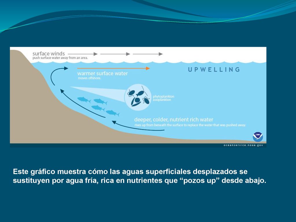 Este gráfico muestra cómo las aguas superficiales desplazados se sustituyen por agua fría, rica en nutrientes que pozos up desde abajo.