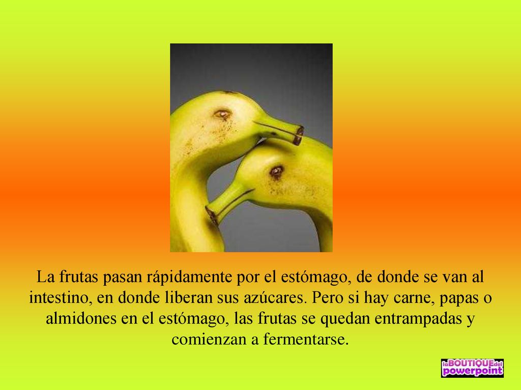 La frutas pasan rápidamente por el estómago, de donde se van al intestino, en donde liberan sus azúcares.