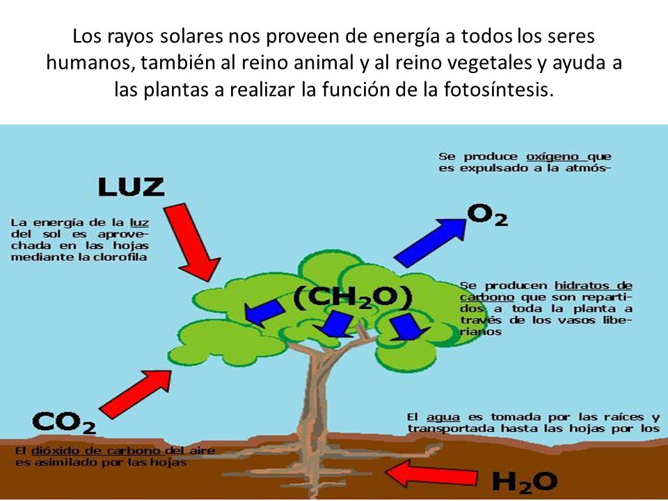 Los rayos solares nos proveen de energía a todos los seres humanos, también al reino animal y al reino vegetales y ayuda a las plantas a realizar la función de la fotosíntesis.