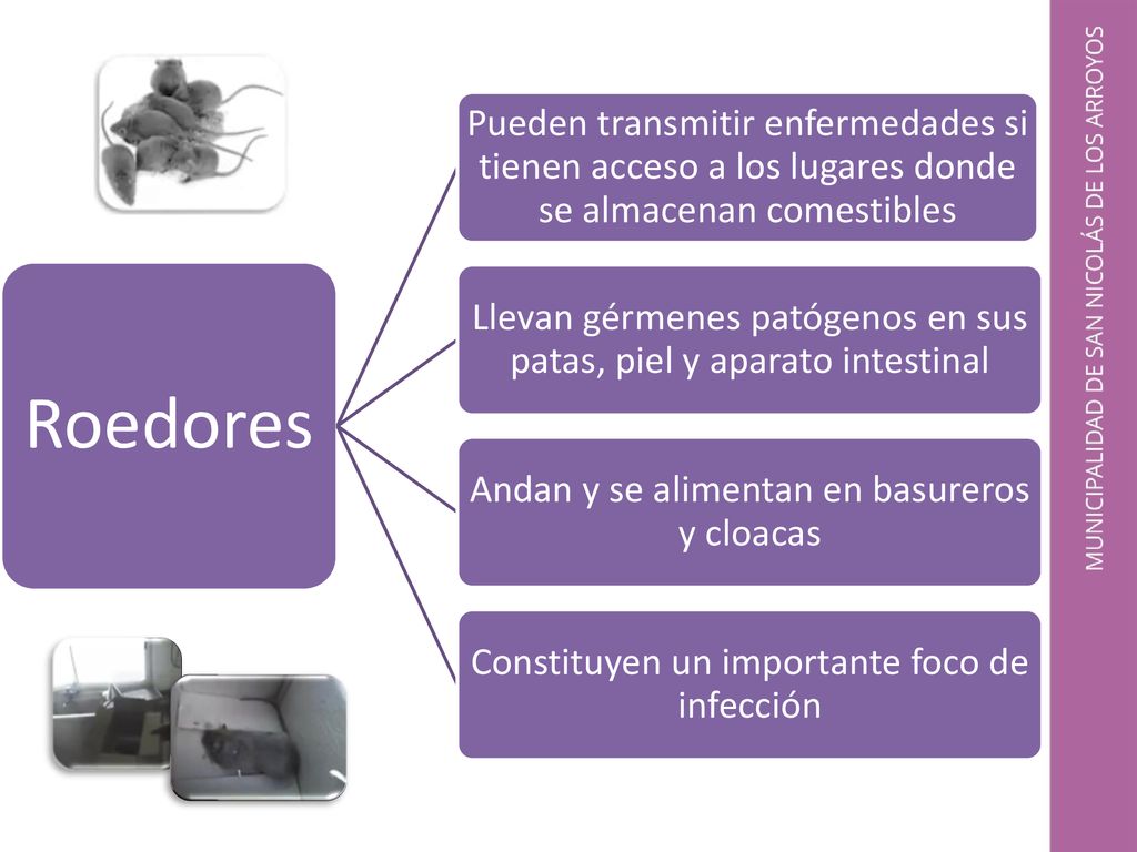 Roedores Pueden transmitir enfermedades si tienen acceso a los lugares donde se almacenan comestibles.
