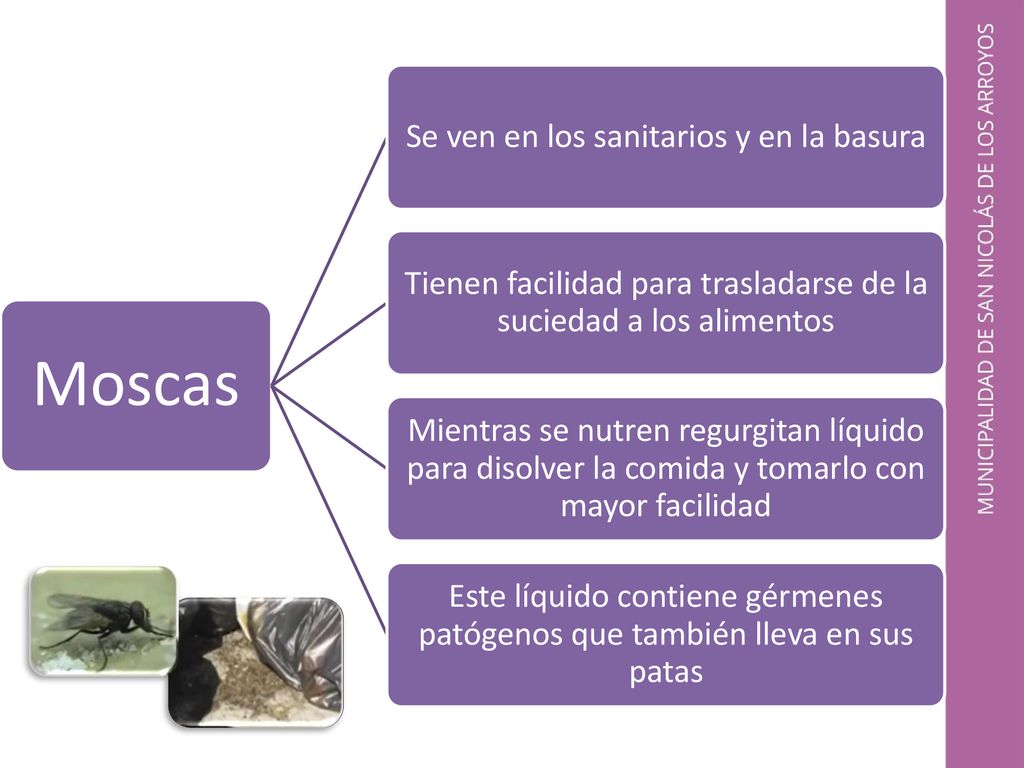 Moscas Se ven en los sanitarios y en la basura