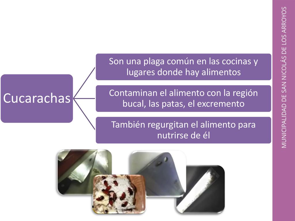 Cucarachas Son una plaga común en las cocinas y lugares donde hay alimentos. Contaminan el alimento con la región bucal, las patas, el excremento.