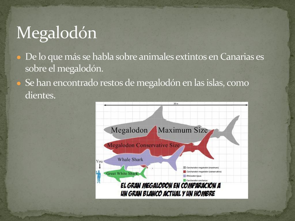 Megalodón De lo que más se habla sobre animales extintos en Canarias es sobre el megalodón.