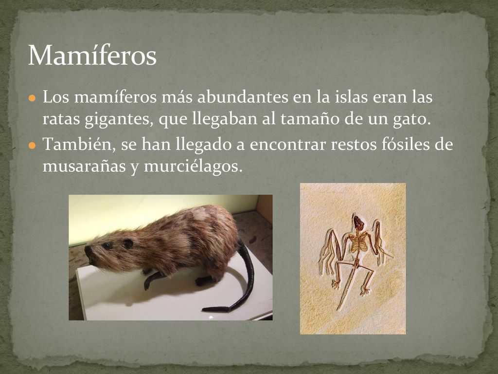 Mamíferos Los mamíferos más abundantes en la islas eran las ratas gigantes, que llegaban al tamaño de un gato.
