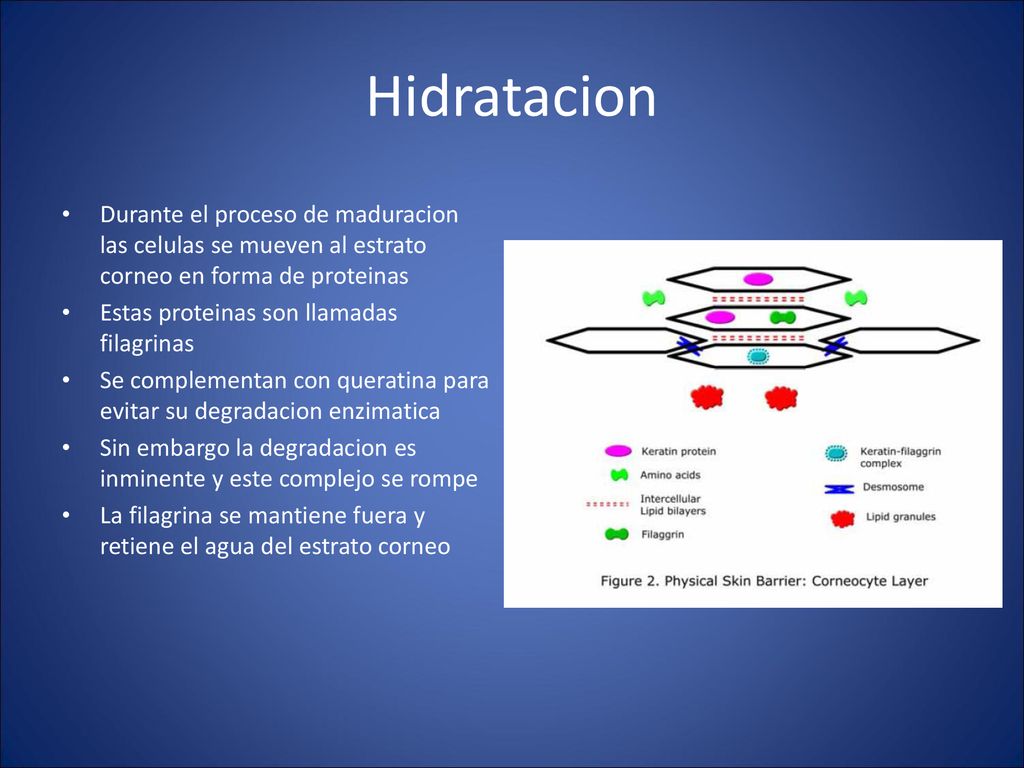 Hidratacion Durante el proceso de maduracion las celulas se mueven al estrato corneo en forma de proteinas.