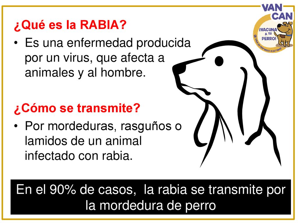 En el 90% de casos, la rabia se transmite por la mordedura de perro