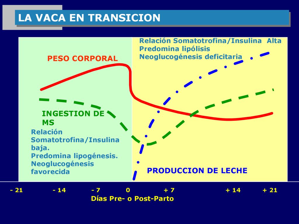 LA VACA EN TRANSICION PESO CORPORAL INGESTION DE MS