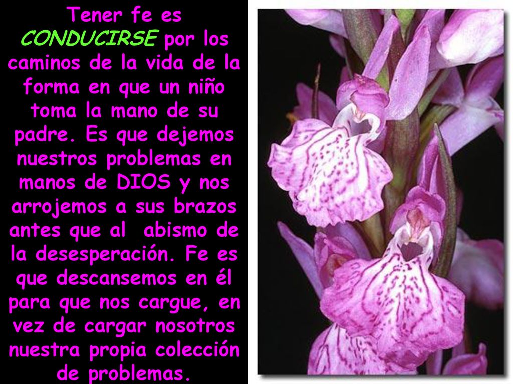 Tener fe es CONDUCIRSE por los caminos de la vida de la forma en que un niño toma la mano de su padre.