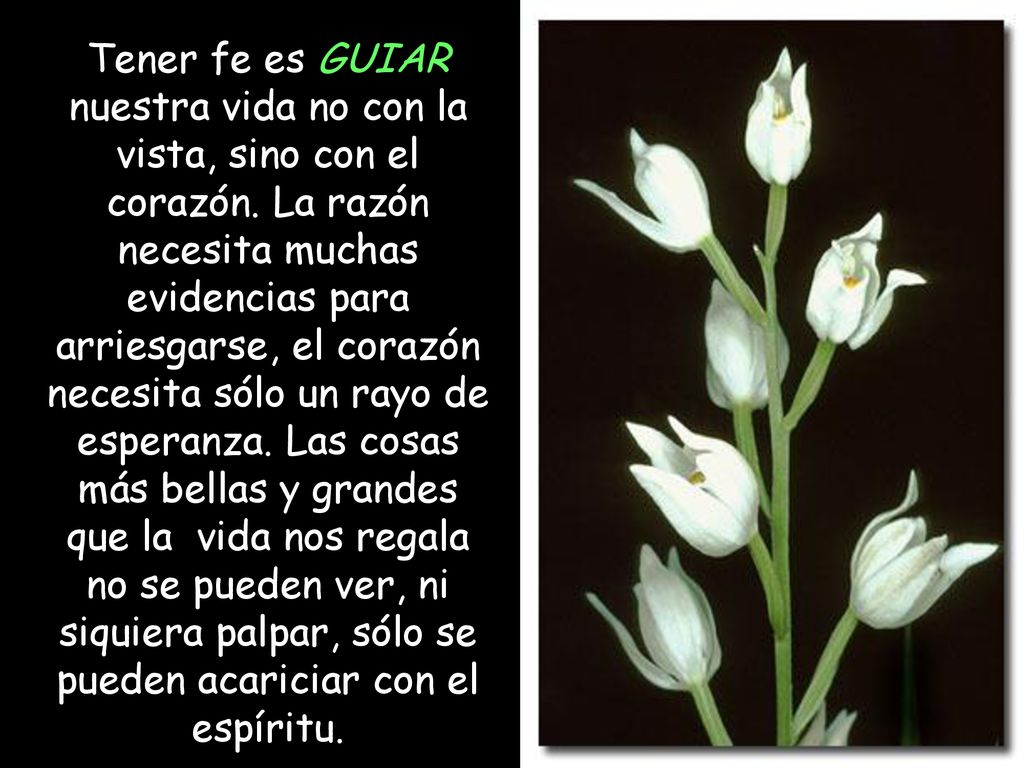 Tener fe es GUIAR nuestra vida no con la vista, sino con el corazón