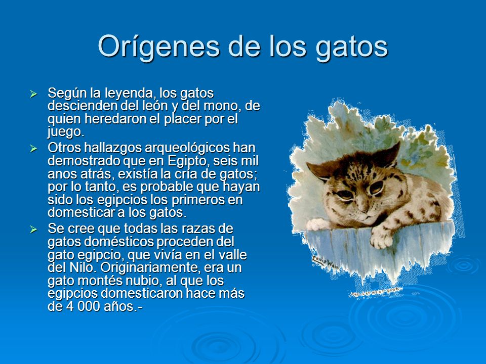 Orígenes de los gatos Según la leyenda, los gatos descienden del león y del mono, de quien heredaron el placer por el juego.