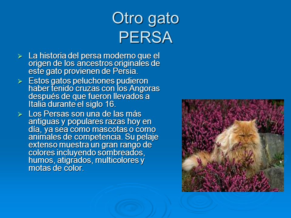 Otro gato PERSA La historia del persa moderno que el origen de los ancestros originales de este gato provienen de Persia.