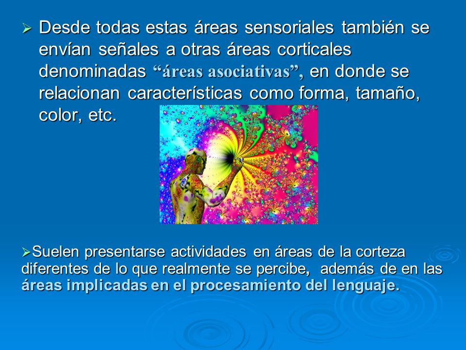 Desde todas estas áreas sensoriales también se envían señales a otras áreas corticales denominadas áreas asociativas , en donde se relacionan características como forma, tamaño, color, etc.