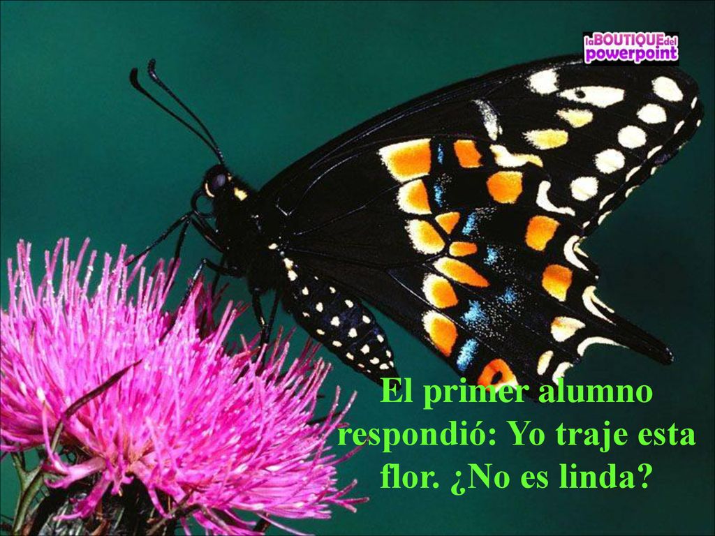 El primer alumno respondió: Yo traje esta flor. ¿No es linda