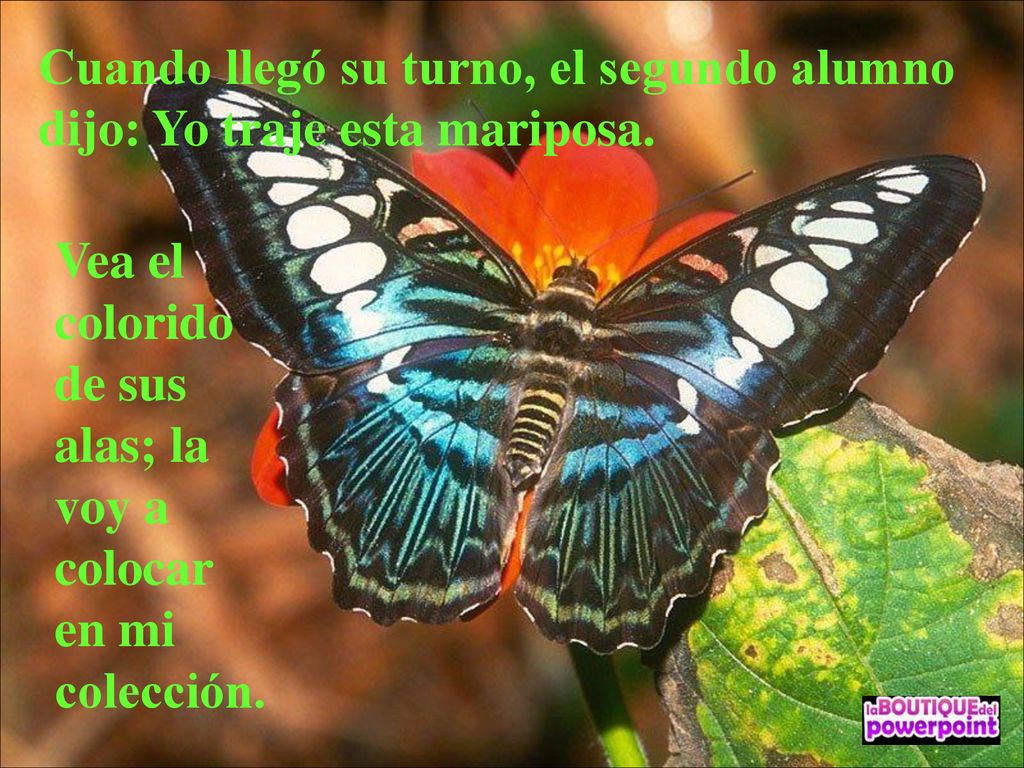 Cuando llegó su turno, el segundo alumno dijo: Yo traje esta mariposa.