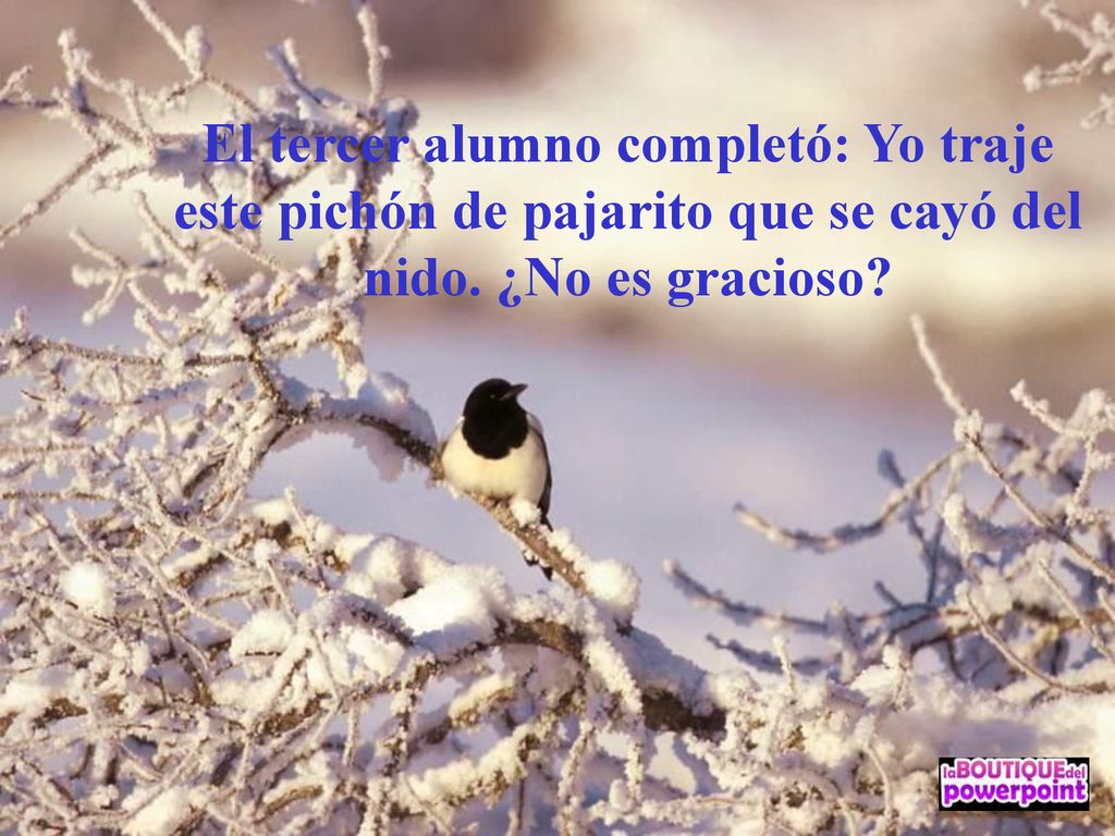 El tercer alumno completó: Yo traje este pichón de pajarito que se cayó del nido. ¿No es gracioso