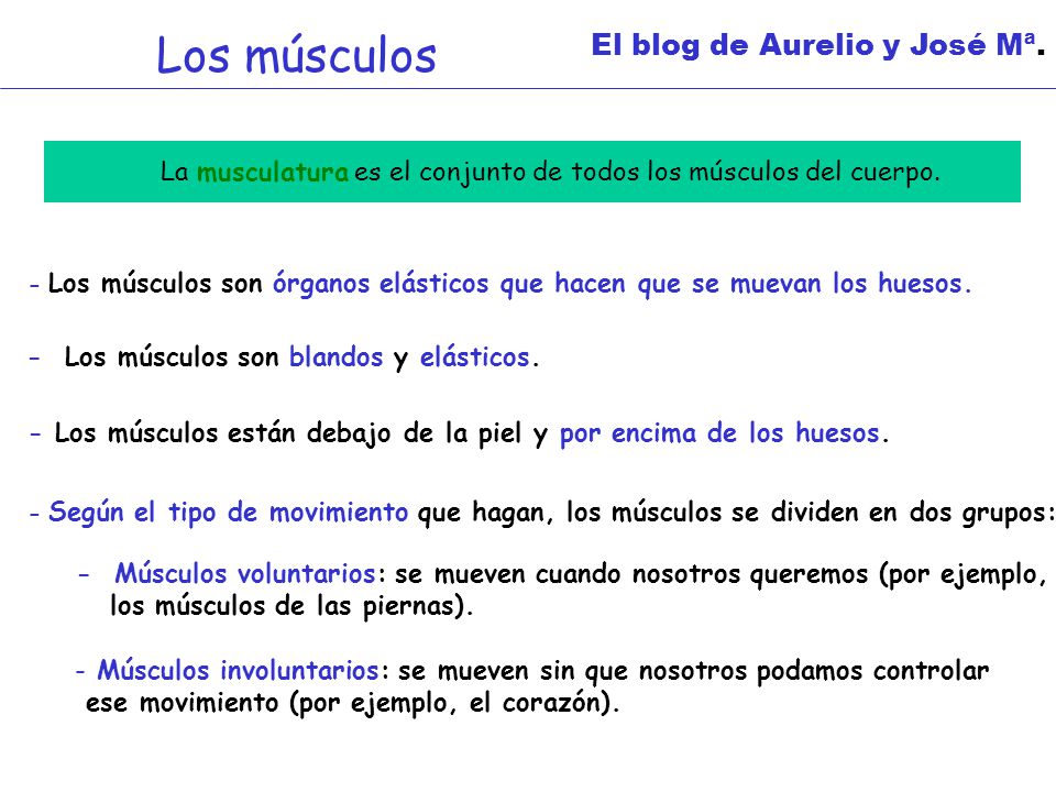 Los músculos El blog de Aurelio y José Mª.