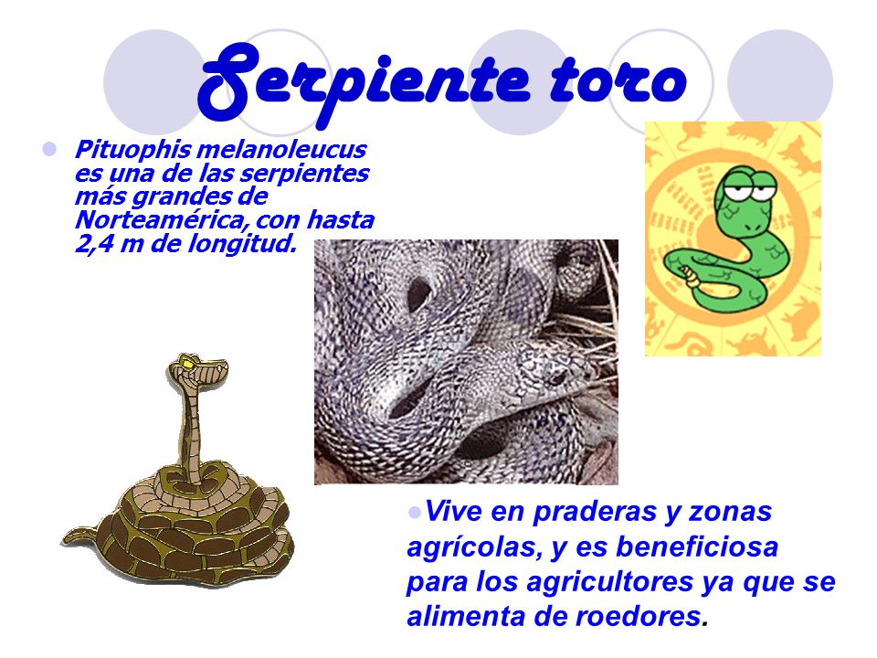 Serpiente toro Pituophis melanoleucus es una de las serpientes más grandes de Norteamérica, con hasta 2,4 m de longitud.