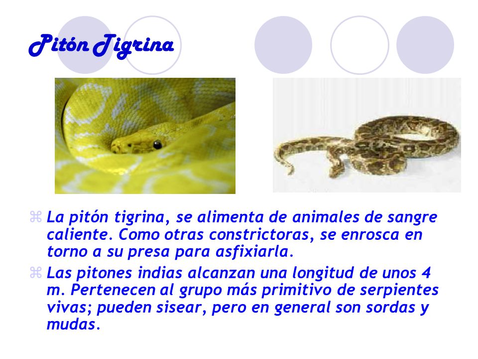 Pitón Tigrina La pitón tigrina, se alimenta de animales de sangre caliente. Como otras constrictoras, se enrosca en torno a su presa para asfixiarla.