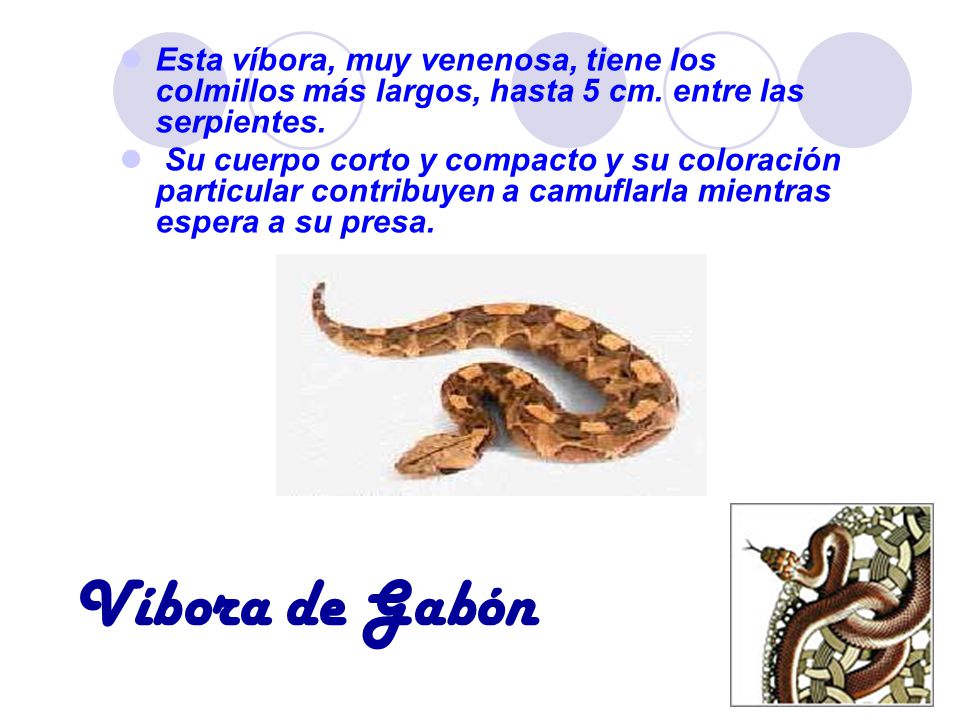 Esta víbora, muy venenosa, tiene los colmillos más largos, hasta 5 cm