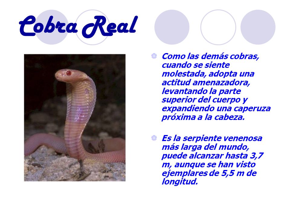 Cobra Real